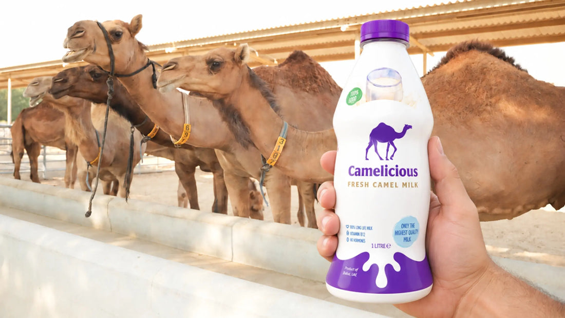 Is Camel Milk Naturally A2? Here’s What You Need to Know