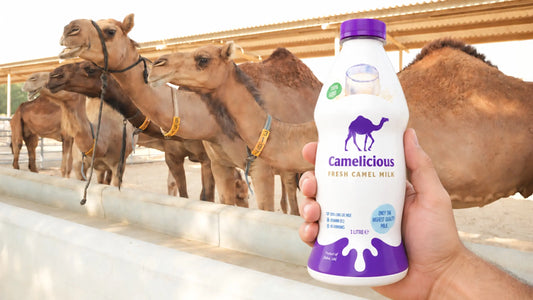 Is Camel Milk Naturally A2? Here’s What You Need to Know