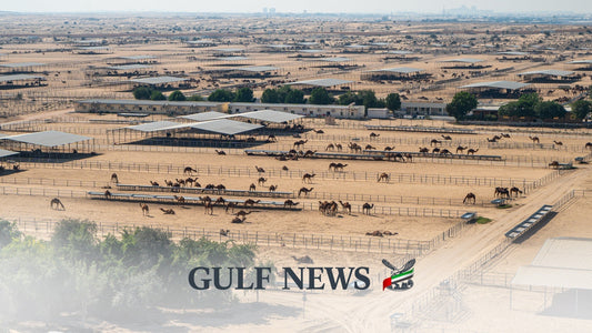 Camelicious Featured in Gulf News: Inside the World's Largest Camel Dairy Farm