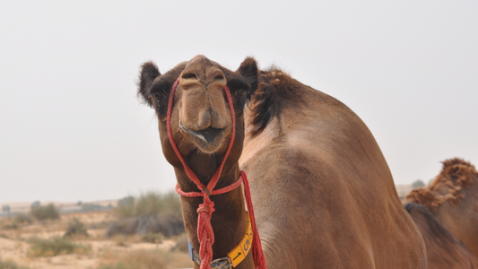 A Day in the Life of a Camel at the Camelicious Farm