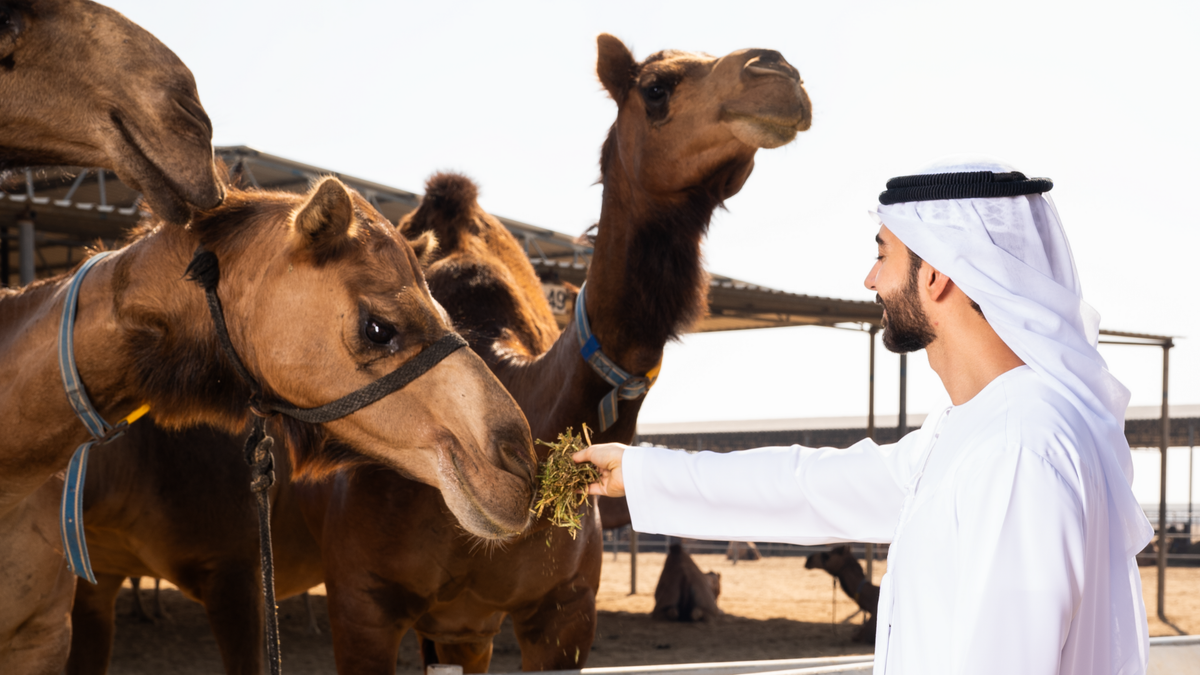 The Science of Camel Happiness – Camelicious UAE